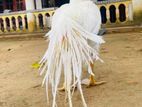 Parrot Beak Aseel Rooster
