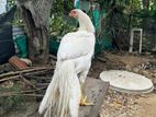 Parrot Beak Aseel Roosters