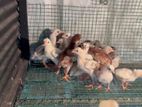 Parrot Beak Birds