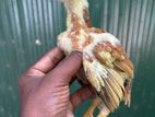 Parrotbeak Chicks