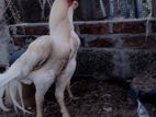 Roosters