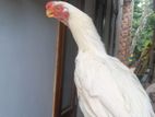 Parrot Beak Rooster