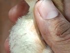 Parrot Beak Chicks
