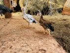 Parrot Beak Rooster Chicks