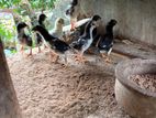 Parrot Beak Chick