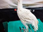 Parrot Beak Rooster