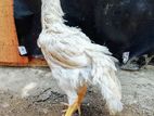 Parrot Beak Rooster