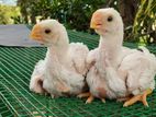 Parrot Beak Chicks