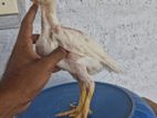 Parrot Beak Rooster