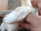 Parrot Beak Rooster