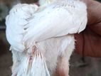Parrot Beak Chicks