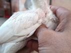 Parrot Beak Chicks