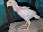 parrot beak chicks