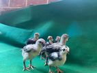 Parrot Beak Chicks