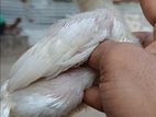 Parrot Beak Rooster