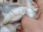 Parrot Beak Rooster