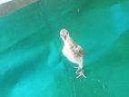 Parrot Beak Chicks