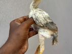Parrot Beak Chicks