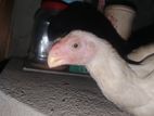 Parrot Beak Rooster