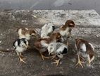 Parrot Beak Chicks