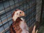 Parrot Beak Chicks