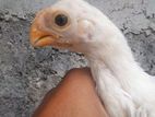 Parrot Beak Chicks