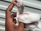 Parrot Beak Chicks