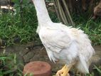 Parrot Beak Rooster