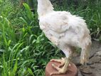 Parrot Beak Chicks