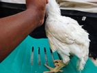 Parrot Beak Chick