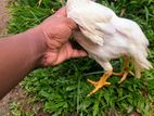 Parrot Beak Chicks