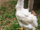 Parrot Beak Chicks