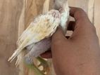 Parrot Beak Chicks
