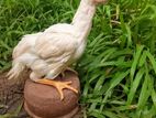 Parrot Beak Chicks