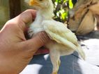 Parrot Beak Rooster Chicks