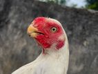 Parrot Beak Rooster
