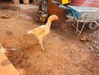 Parrot Beak Female Rooster