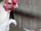 Parrot Beak Rooster