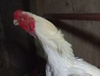 Parrot Beak Rooster
