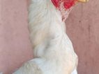 Parrot Beak Rooster