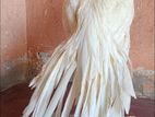 Parrot Beak Rooster