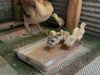 Parrot Beak Chicks