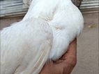 Parrot Beak Rooster