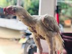 Parrot Beak