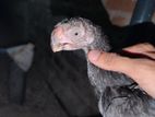 Parrot Beak Rooster