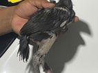 Parrot Beak Chicks