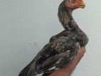 parrot beak