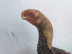 Parrot Beak Rooster