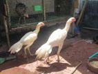 Parrot Beak Rooster