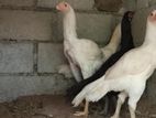 Parrot Beak Rooster